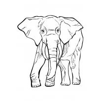 оцветяване слон