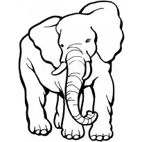 colorat elefant