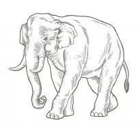 colorat elefant