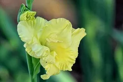 Propagarea gladiole varietate de moduri