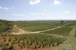 Tenyésztés és feldolgozása aloe, előnyös tulajdonságait aloe vera