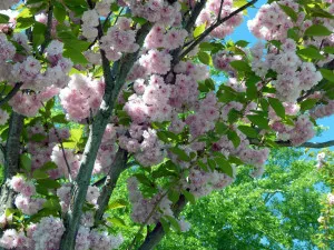 Növények Landscape Design Sakura hogyan javítások