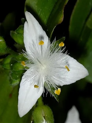 Plant Tradescantia fotó faj és fajta, otthoni gondozást