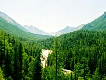 Флората на Алтай (флора), фауна на територията Алтай, животински, Barnaul, птици, животни, Алтай