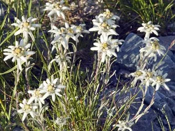 Flora Altai (Flora), fauna din Teritoriul Altai, fauna, Barnaul, păsări, animale, Altai