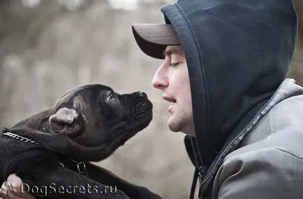 Természet és ápolják fajta kölyök cane corso