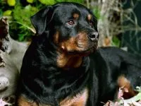 Rottweiler rottweiler kutya képzés alapjait, kutya tulajdonosa egy rottweiler, karakter indulat