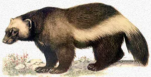 Wolverine Wolverine (Gulo Gulo) fotó felületből Wolverine leírás színes felbontás, hang élőhely