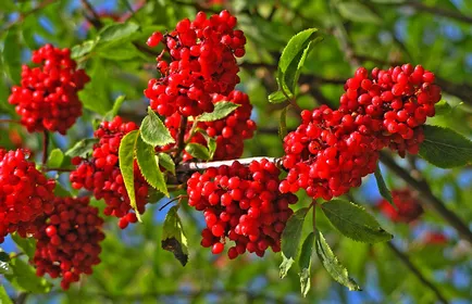 Rowan засаждане, култивиране, грижи