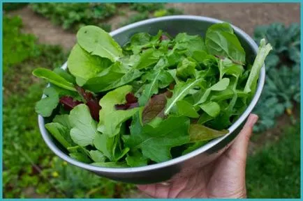 plantare Rucola și de îngrijire, creștere în câmp deschis și combinația cu alte plante, fotografii