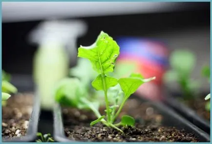 plantare Rucola și de îngrijire, creștere în câmp deschis și combinația cu alte plante, fotografii