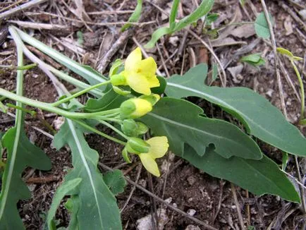 plantare Rucola și de îngrijire, creștere în câmp deschis și combinația cu alte plante, fotografii