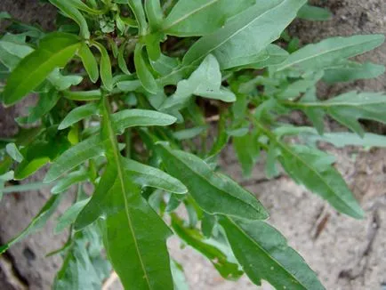 plantare Rucola și de îngrijire, creștere în câmp deschis și combinația cu alte plante, fotografii