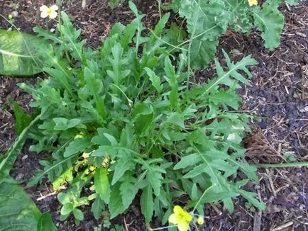 plantare Rucola și de îngrijire, creștere în câmp deschis și combinația cu alte plante, fotografii