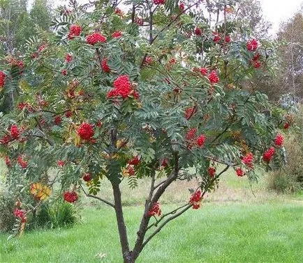 Rowan - grădinari, cottagers, grădinar