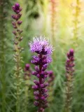 Gradina de flori de plantare Liatris și de îngrijire în câmp deschis, fotografie