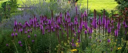 Gradina de flori de plantare Liatris și de îngrijire în câmp deschis, fotografie