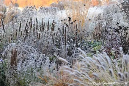 Gradina de flori de plantare Liatris și de îngrijire în câmp deschis, fotografie