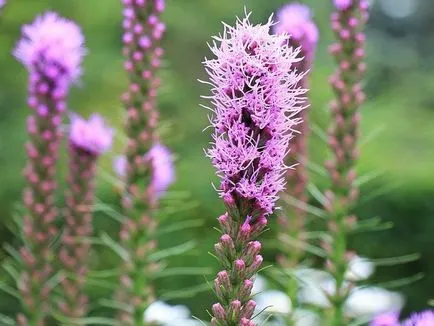 Gradina de flori de plantare Liatris și de îngrijire în câmp deschis, fotografie