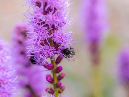 Gradina de flori de plantare Liatris și de îngrijire în câmp deschis, fotografie