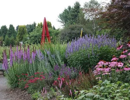 Gradina de flori de plantare Liatris și de îngrijire în câmp deschis, fotografie