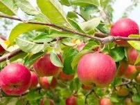 Тайните на нарастващата ябълкови дървета върху песъчлива почва, градинар (имение)