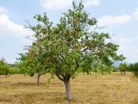 A titkok növekvő almafák homokos talaj, kertészeti (tanya)