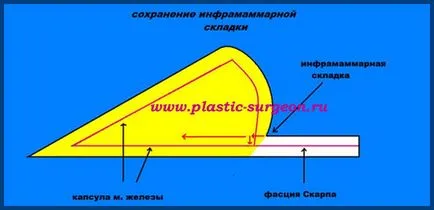 Saruhanov Георгий Михайлович - анатомия и стойност submammary пъти