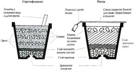 Семена на декоративни дървета, рожков, кафе - Как да засадят