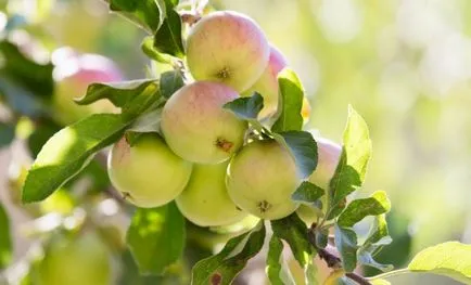 Тайните на нарастващата ябълкови дървета върху песъчлива почва, градинар (имение)