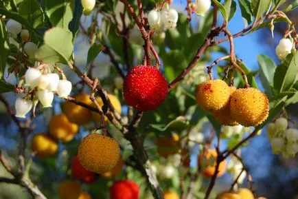Semințe de arbori ornamentali, roșcove, cafea - cum să planteze