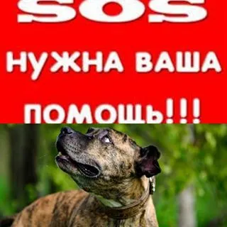 Sheremetyevsky Kennels (@helpdog_ru) - instaliga е най-добрият в Instagram уеб зрителя