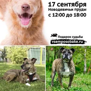 Sheremetyevsky Kennels (@helpdog_ru) - instaliga е най-добрият в Instagram уеб зрителя
