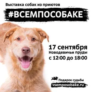 Sheremetyevsky Kennels (@helpdog_ru) - instaliga е най-добрият в Instagram уеб зрителя