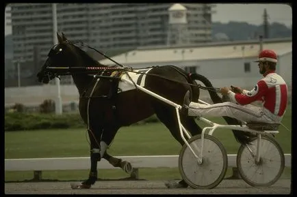 Blinkers și Blinder