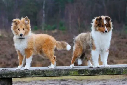 Sheltie - poveste, caracter, inteligență și psihologie, conținutul