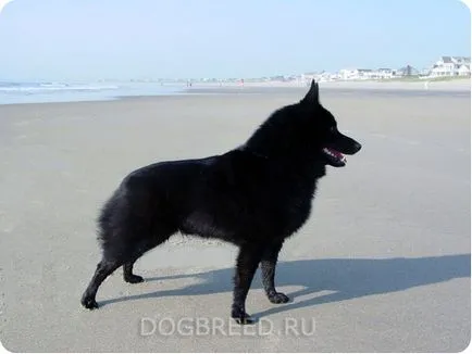 Skipper kutya shkiperke (Schipperke)