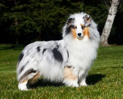 Sheltie - poveste, caracter, inteligență și psihologie, conținutul