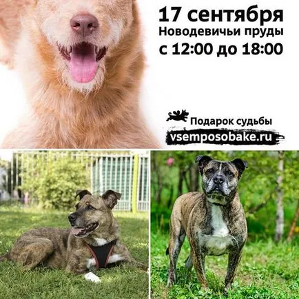 Sheremetyevsky Kennel @helpdog_ru Instagram profil picbear