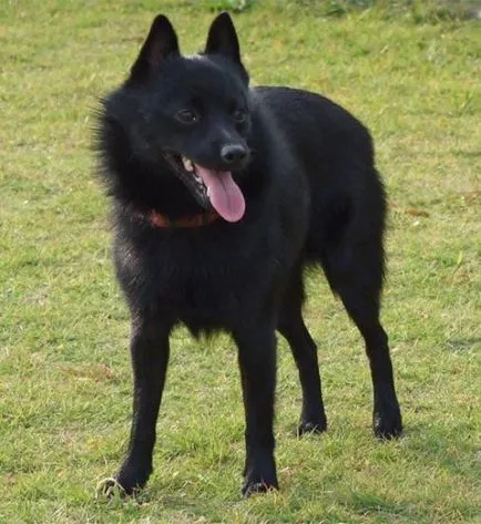 câine Skipper, rasa de câine, animale, rasa