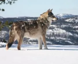 Siameze descriere rasa, caracter, recenzii și fotografii