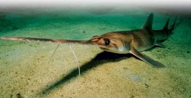 Skate pylori sau Sawfish