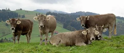 Schwyz fajta tehenek jellemzőit, előnyeit és hátrányait, vélemények tenyésztők (fotó)