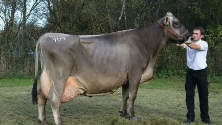 Schwyz fajta tehenek jellemzőit, előnyeit és hátrányait, vélemények tenyésztők (fotó)