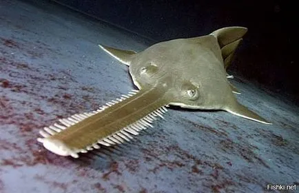 Skate pylori sau Sawfish