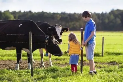 La ce varsta poate da lapte de vacă copilului