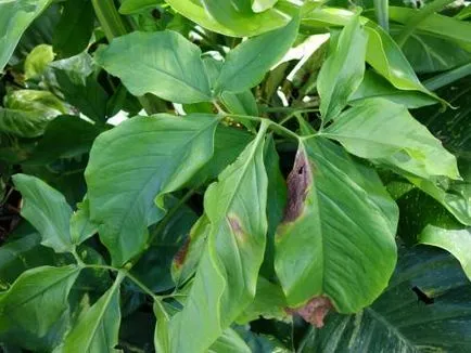 Syngonium otthoni gondozást, fotók, jelek és babonák