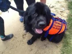 Кучета помагат на водолазите се избягват инциденти на капитала на пет плажа