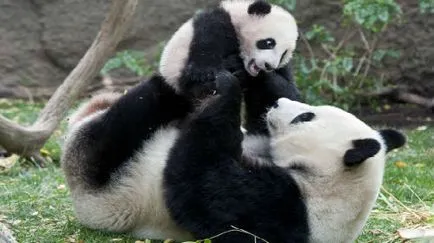 Тълкуване на сънища панда мечтали в съня си какво мечтае панда