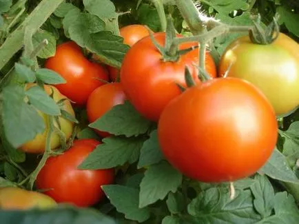 Varietatea de tomate de Barao